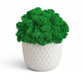 Betonowa doniczka z mchem chrobotkiem