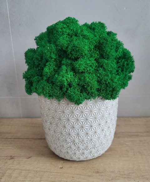 Betonowa doniczka z mchem chrobotkiem