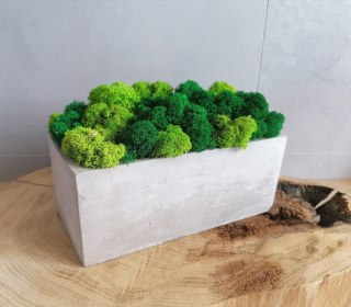 Doniczka betonowa rynna z mchem chrobotkiem