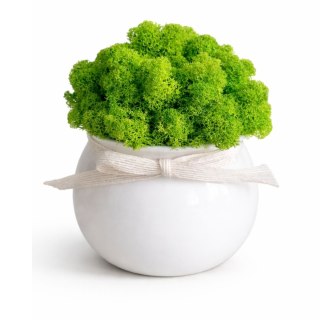 Doniczka ceramiczna z mchem chrobotkiem