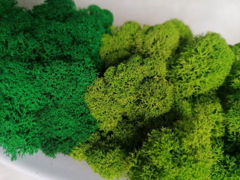 Doniczka głowa AFRO z mchem chrobotkiem