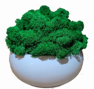 Doniczka kula z mchem chrobotkiem