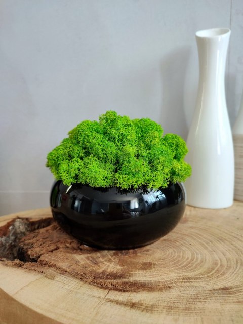 Doniczka kula z mchem chrobotkiem