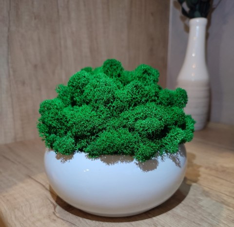 Doniczka kula z mchem chrobotkiem