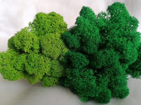 Doniczka kula z mchem chrobotkiem