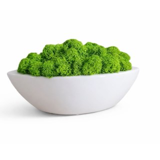 Doniczka łódka z mchem chrobotkiem, 20x8x6