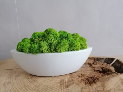 Doniczka łódka z mchem chrobotkiem, 20x8x6