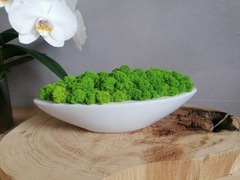 Doniczka łódka z mchem chrobotkiem, 32x12x7
