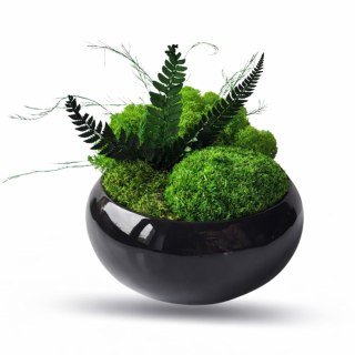 Doniczka z mchem i roślinami stabilizowanymi