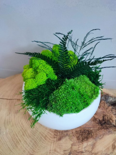 Doniczka z mchem i roślinami stabilizowanymi