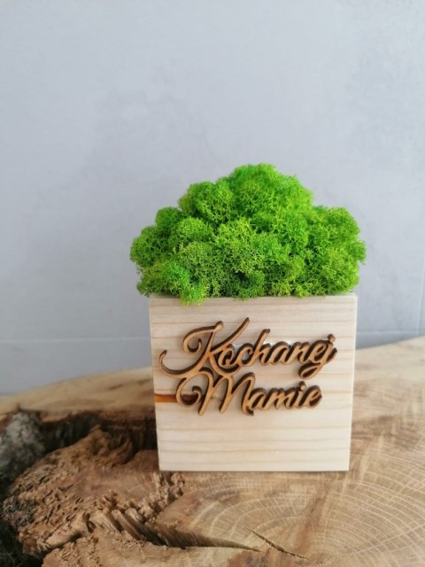 Drewniana doniczka z mchem chrobotkiem