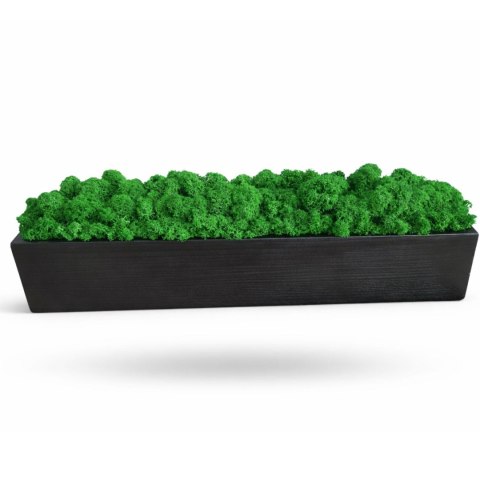 Drewniana doniczka z mchem chrobotkiem