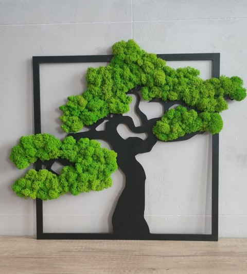 Drzewko Bonsai z mchem chrobotkiem w kwadratowej ramie