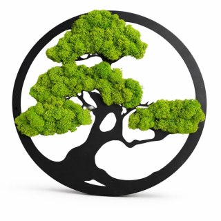 Drzewko Bonsai z mchem chrobotkiem