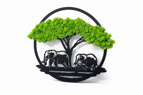 drzewko bonsai z mchem