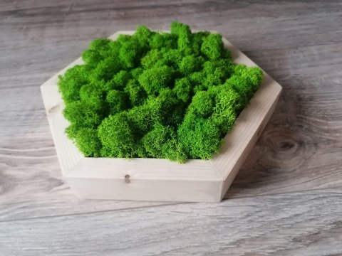Heksagon wypełniony mchem chrobotkiem