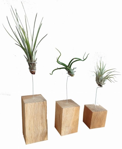 Kompozycja z roślin powietrznych - oplątwy