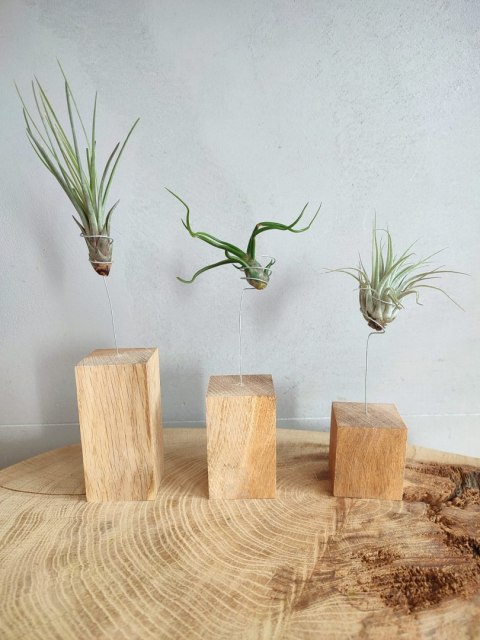 Kompozycja z roślin powietrznych - oplątwy