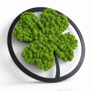 Koniczynka szczęścia z mchu chrobotka premium