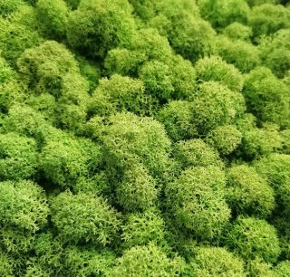 Mech chrobotek fiński PREMIUM