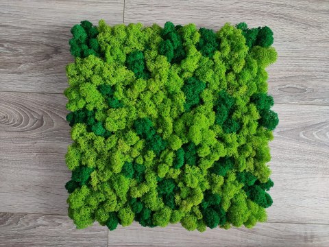 Mech chrobotek fiński PREMIUM