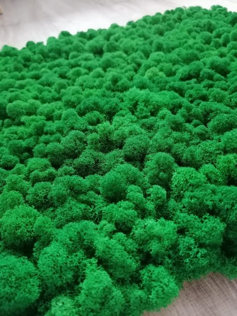 Mech chrobotek fiński PREMIUM