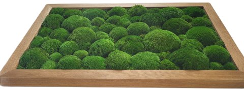 Obraz w dębowej ramie z mchu poduszkowego