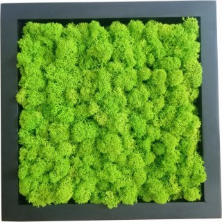 Obraz z chrobotka, 27x27 cm