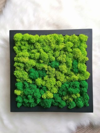 Obraz z chrobotka, 27x27 cm