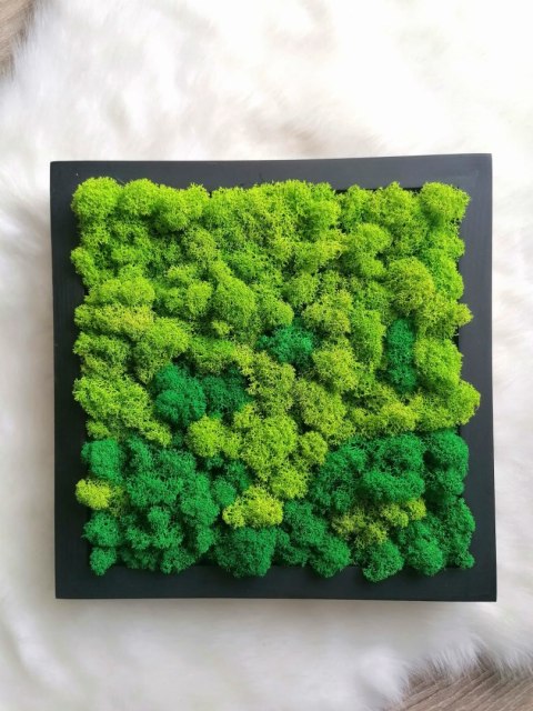 Obraz z chrobotka, 27x27 cm