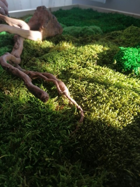 Obraz z mchu płaskiego i poduszkowego z korzeniem, 120x80 cm