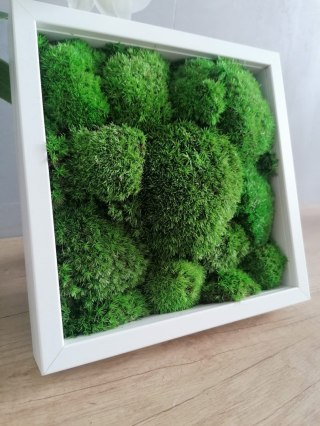 Obraz z mchu poduszkowego, 25x25cm