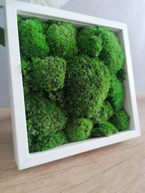 Obraz z mchu poduszkowego, 25x25cm