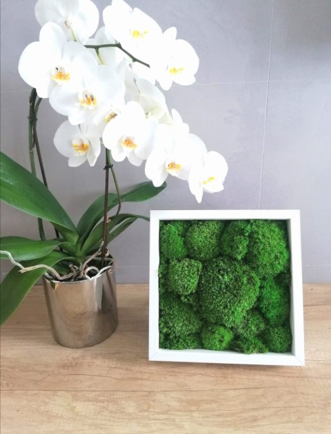 Obraz z mchu poduszkowego, 25x25cm