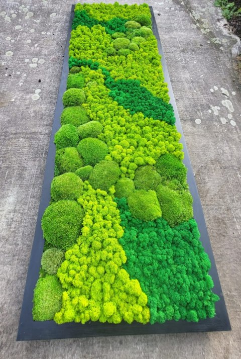 Obraz z mchu poduszkowego I chrobotka, 180x58 cm