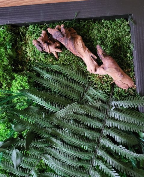 Obraz z mchu poduszkowego i roślin stabilizowanych 42x52