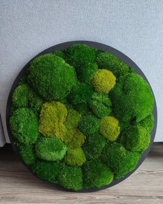 Obraz z mchu poduszkowego o średnicy 50 cm