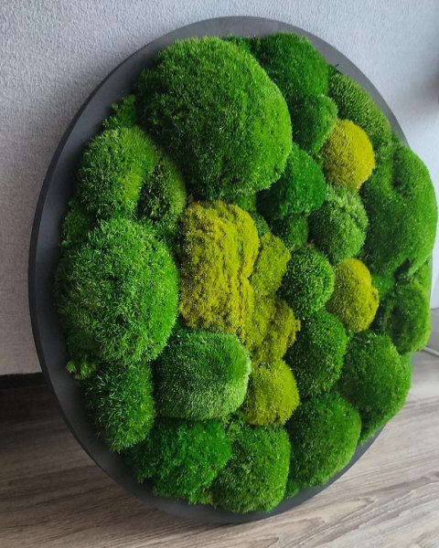 Obraz z mchu poduszkowego o średnicy 50 cm