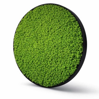 Okrągły obraz z mchem chrobotkiem o średnicy 50 cm