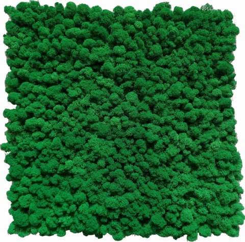 Panel z mchu chrobotka PREMIUM, 50x50 cm