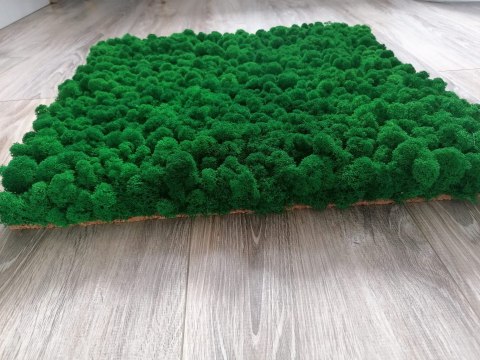 Panel z mchu chrobotka PREMIUM, 50x50 cm