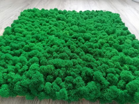 Panel z mchu chrobotka PREMIUM, 50x50 cm