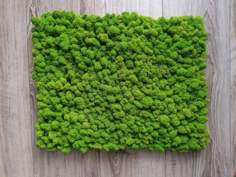 Panel z mchu chrobotka PREMIUM, 50x50 cm