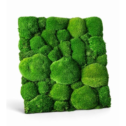 Panel z mchu poduszkowego 50x60 cm