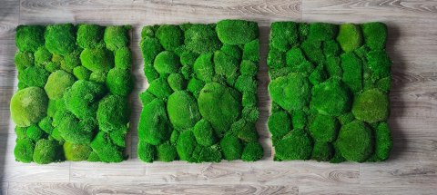 Panel z mchu poduszkowego 50x60 cm