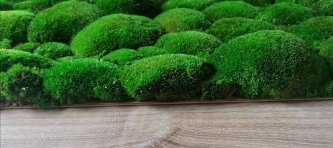 Panel z mchu poduszkowego PREMIUM, 100x50 cm