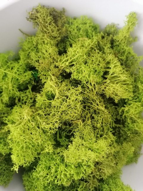 Ściółka z mchu chrobotka 500g