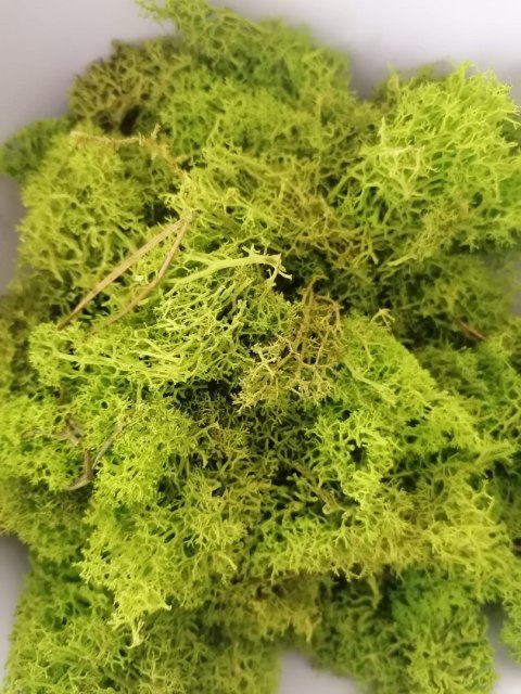 Ściółka z mchu chrobotka 500g