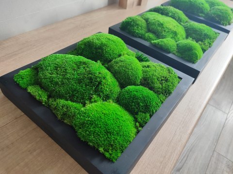 Tryptyk z mchu poduszkowego w ramach 27x27 cm