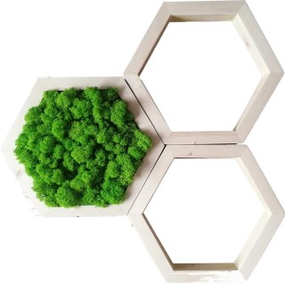 Zestaw heksagonów z mchem chrobotkiem